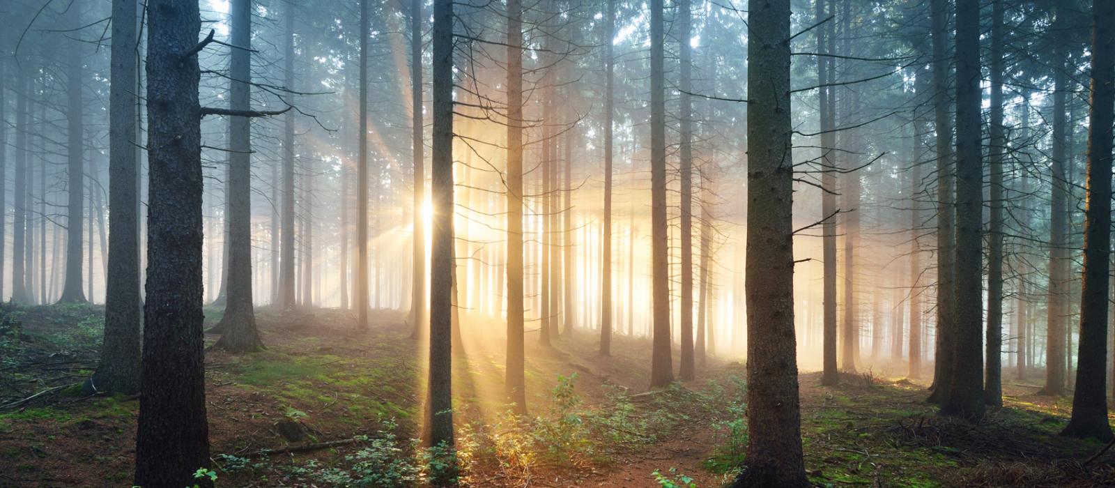 sunlight through forest trees