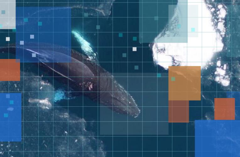 aerial view of whale in water with colorful block overlay