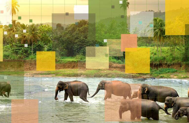 elephants walking in water with colorful blocks overlay
