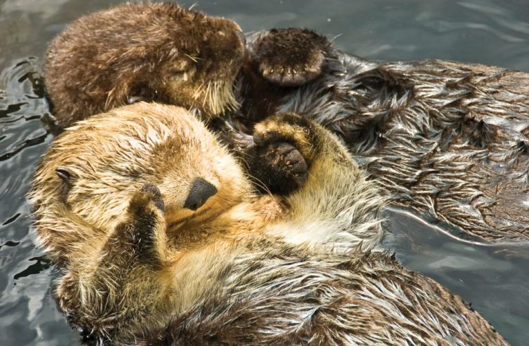 2 cute sea otters holding hands