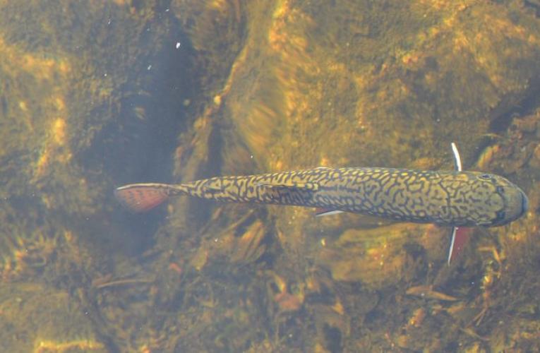 Dorsal view of a spotted fish