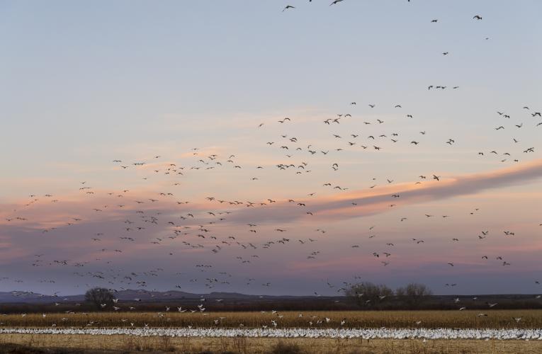 wetlands with birds flying above