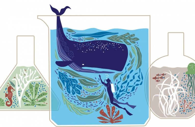 illustration of whale and scuba diver inside a scientific beaker