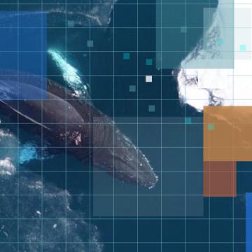 aerial view of whale in water with colorful block overlay