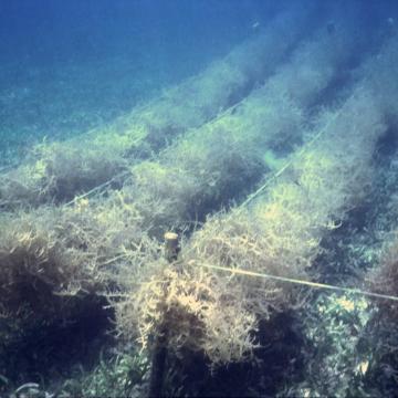 Ocean carbon removal